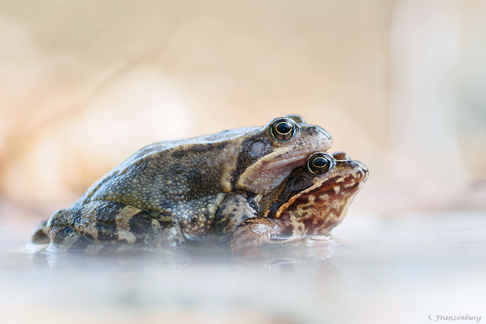 P4030034_grasfroschpaar_klein.jpg