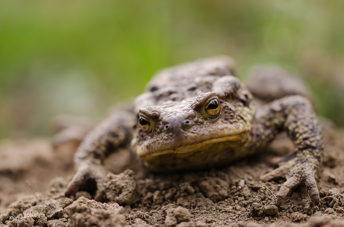 20160404-Ricci04. April 2016DSC_0056.jpg