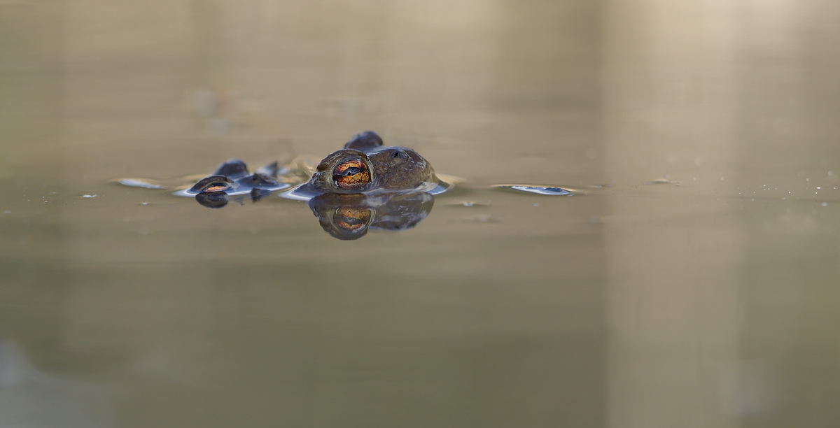 DSC07076 Tandem... kl.jpg