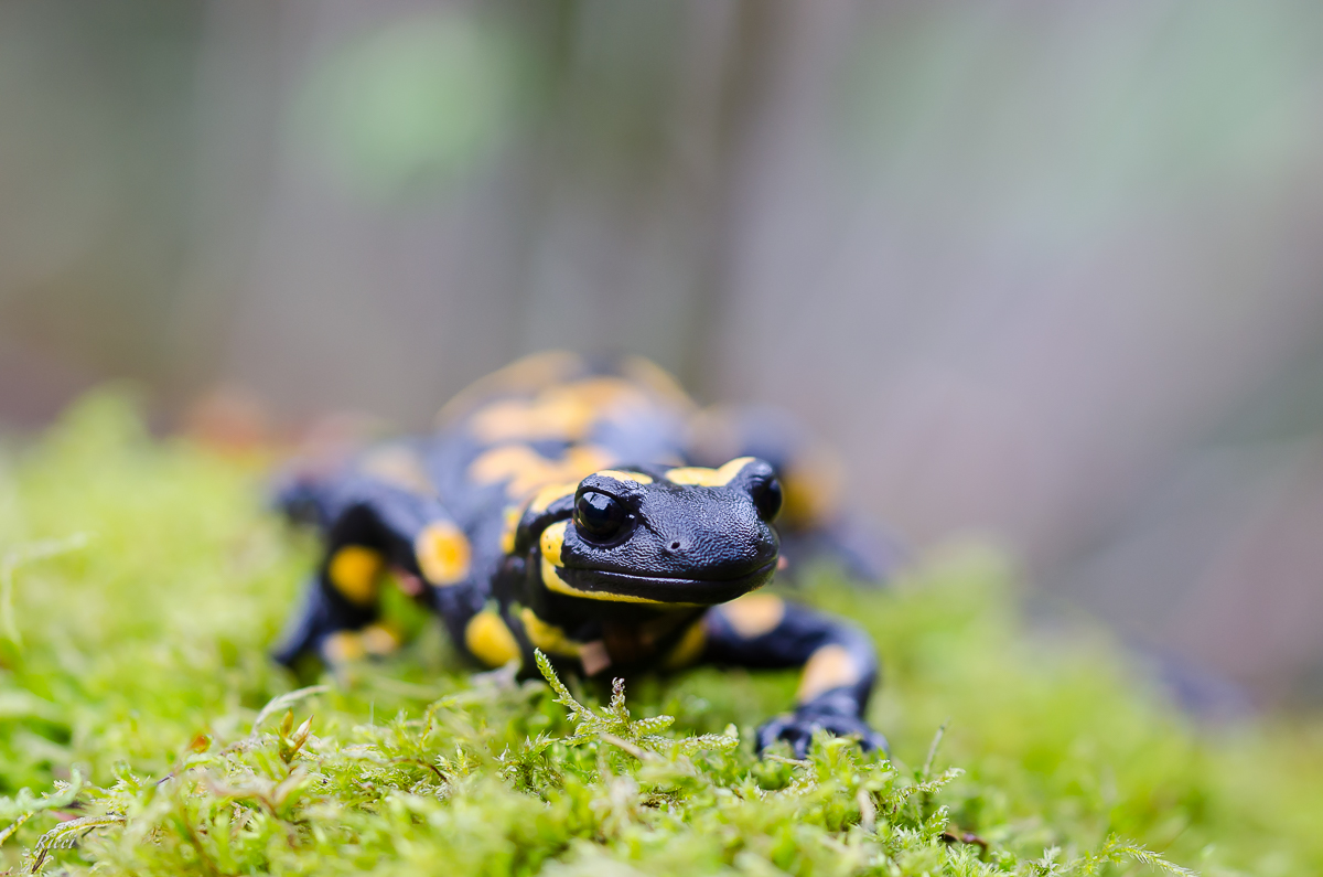 20160406-Ricci06. April 2016DSC_0008.jpg