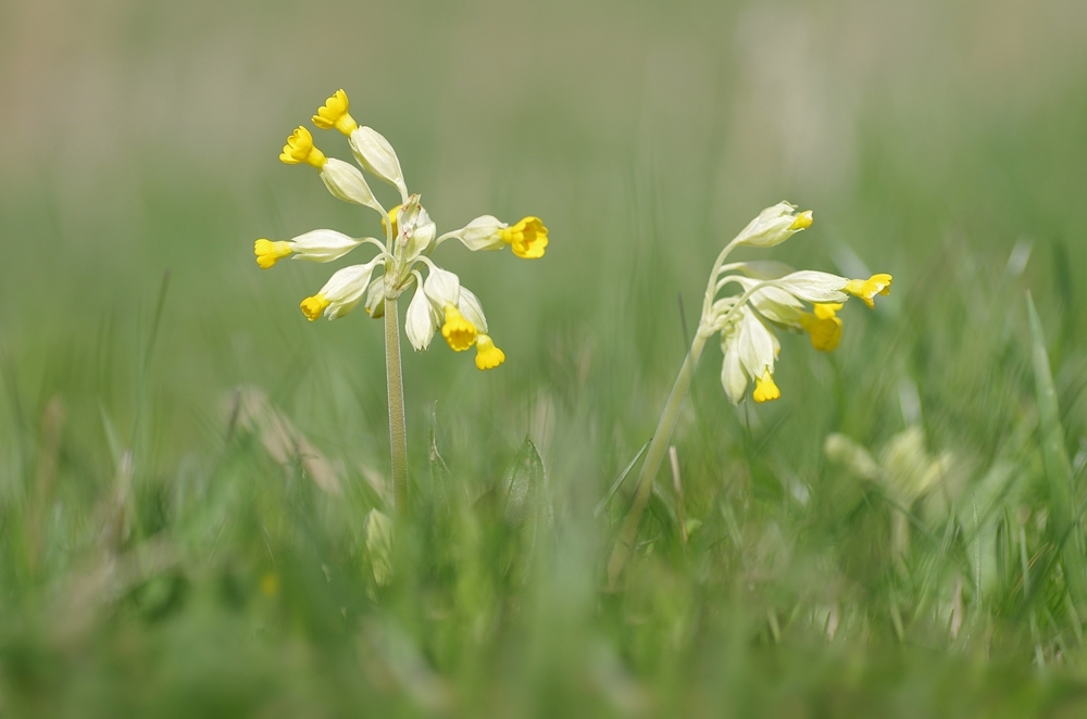 IMGP1858a1000 campus aachen.JPG