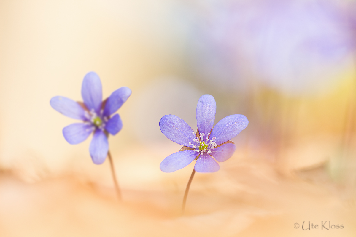 _MG_1670-Bearbeitet Kopie.jpg