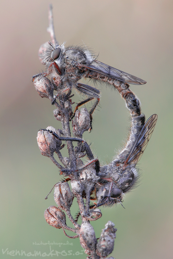 Frühlingsraubfliege 1,2.jpg