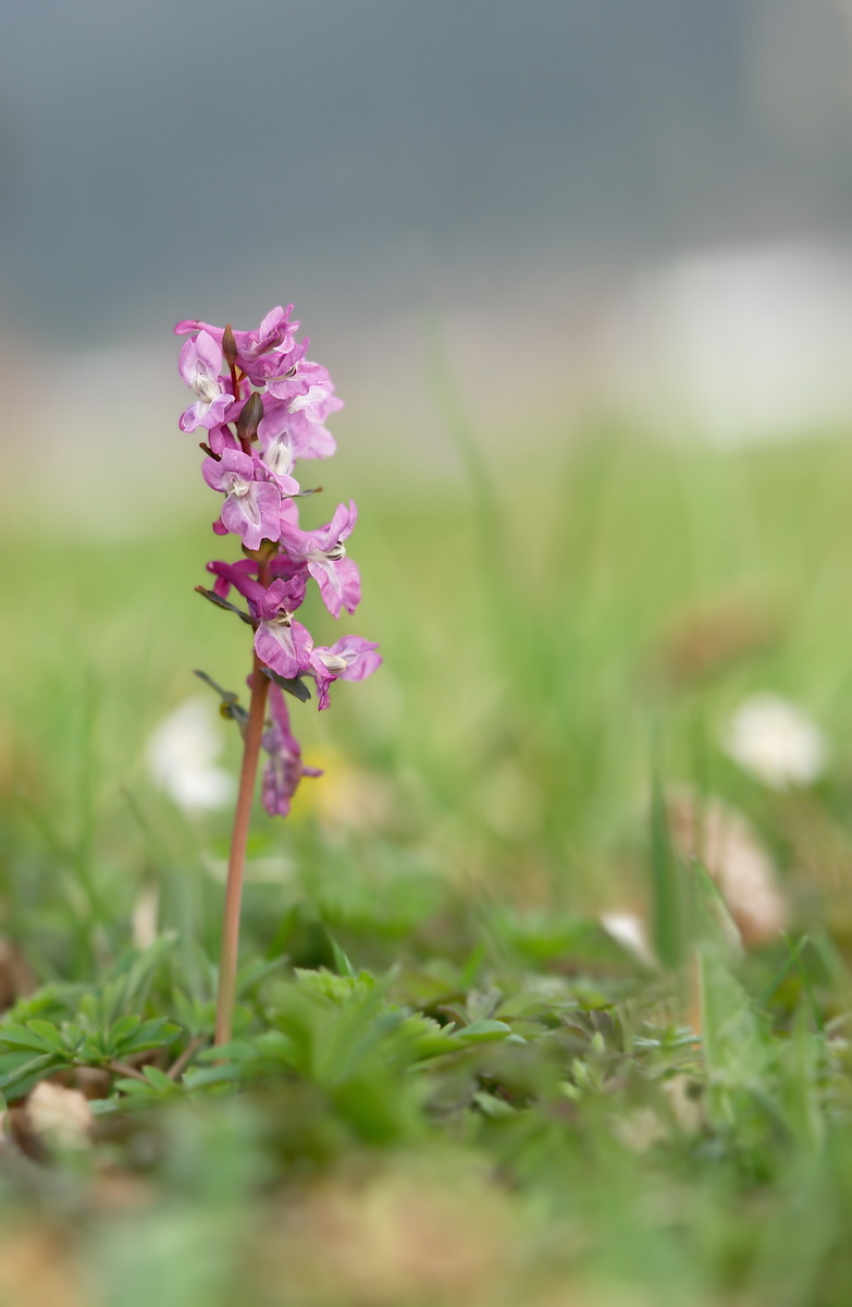 DSC07046 Beautiful flower... kl.jpg