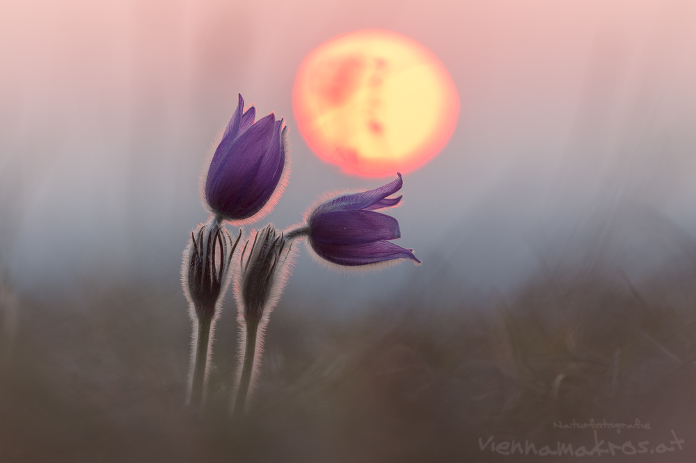 Kuhschelle-9531 1,2.jpg