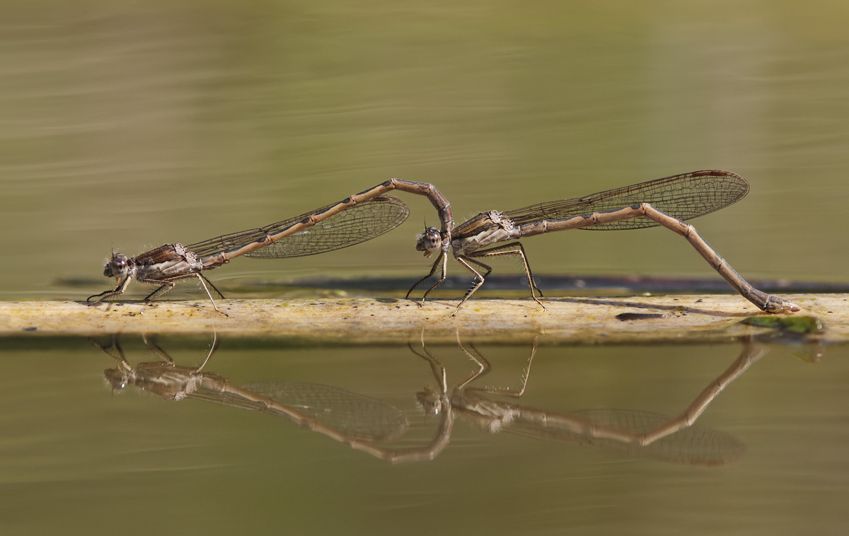 Sympecma fusca_Tandem_Eiablage_IMG_9429a.jpg