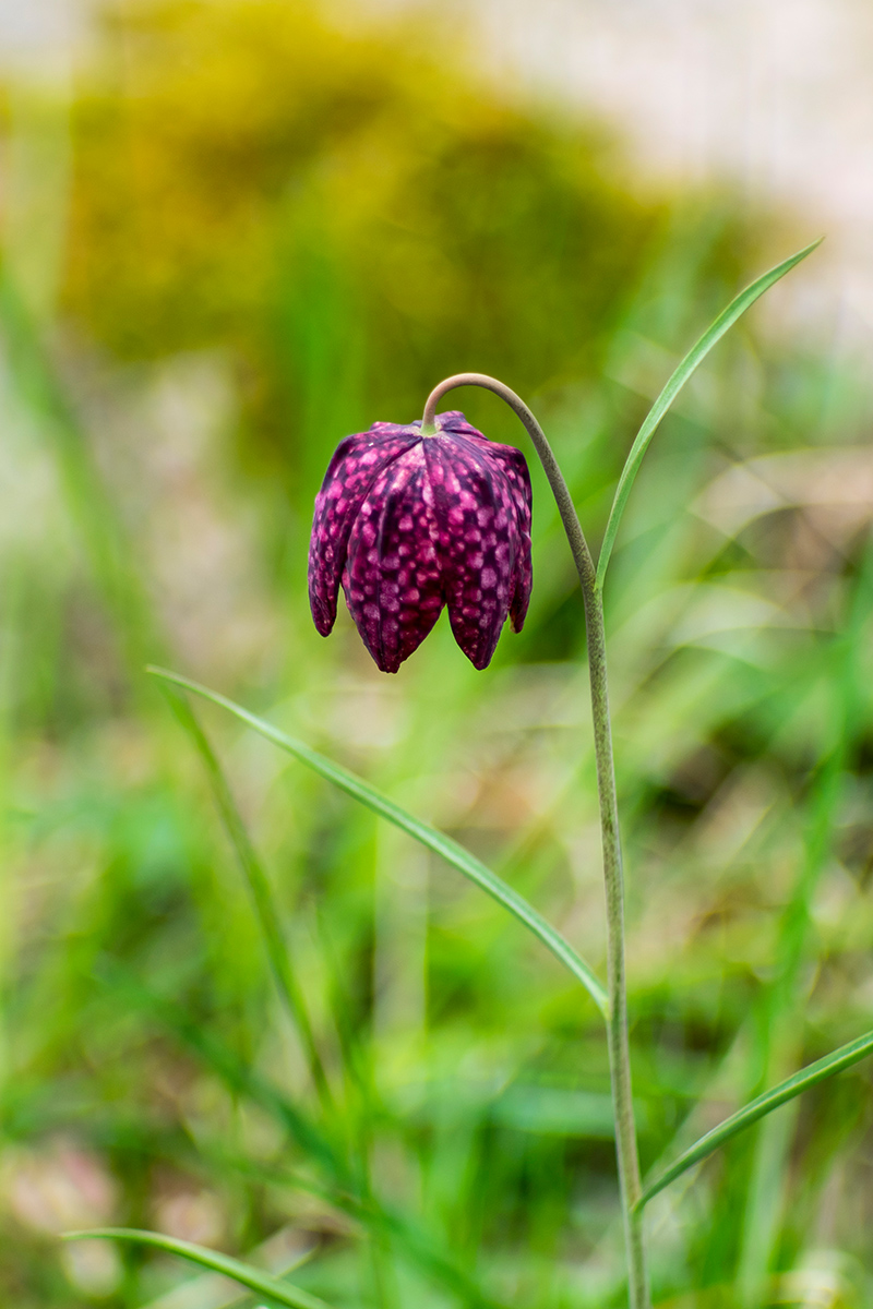 P4130936a_2-Schachbrettblume-verkl.jpg