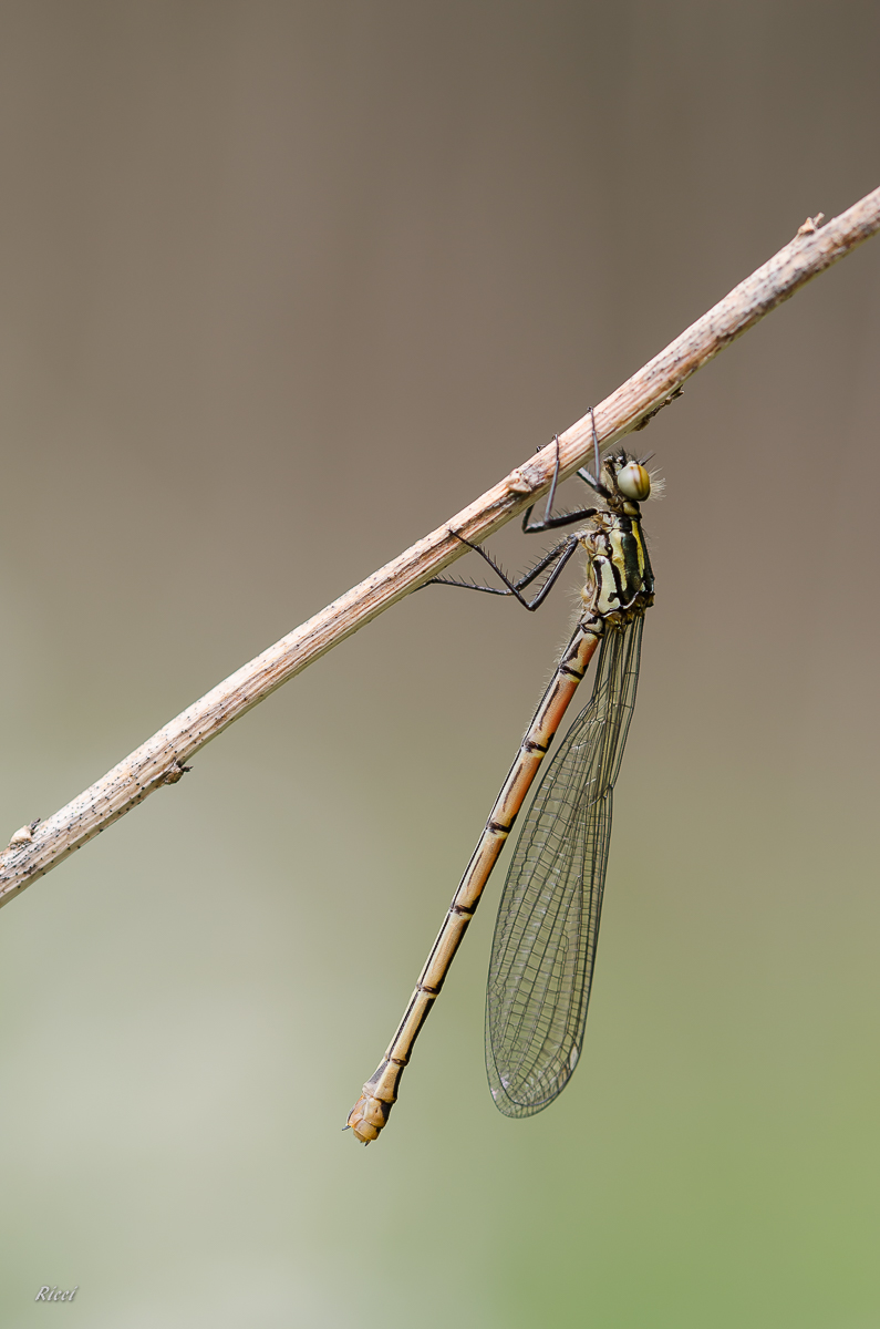 20160426-Ricci26. April 2016DSC_0010.jpg