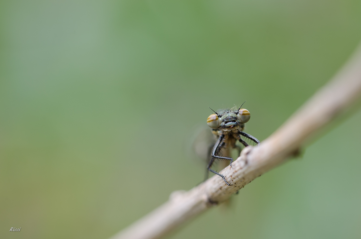 20160426-Ricci26. April 2016DSC_0032.jpg