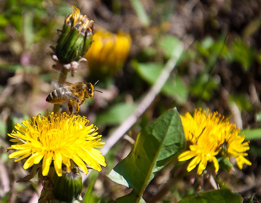 Insekten1 (Copy).jpg