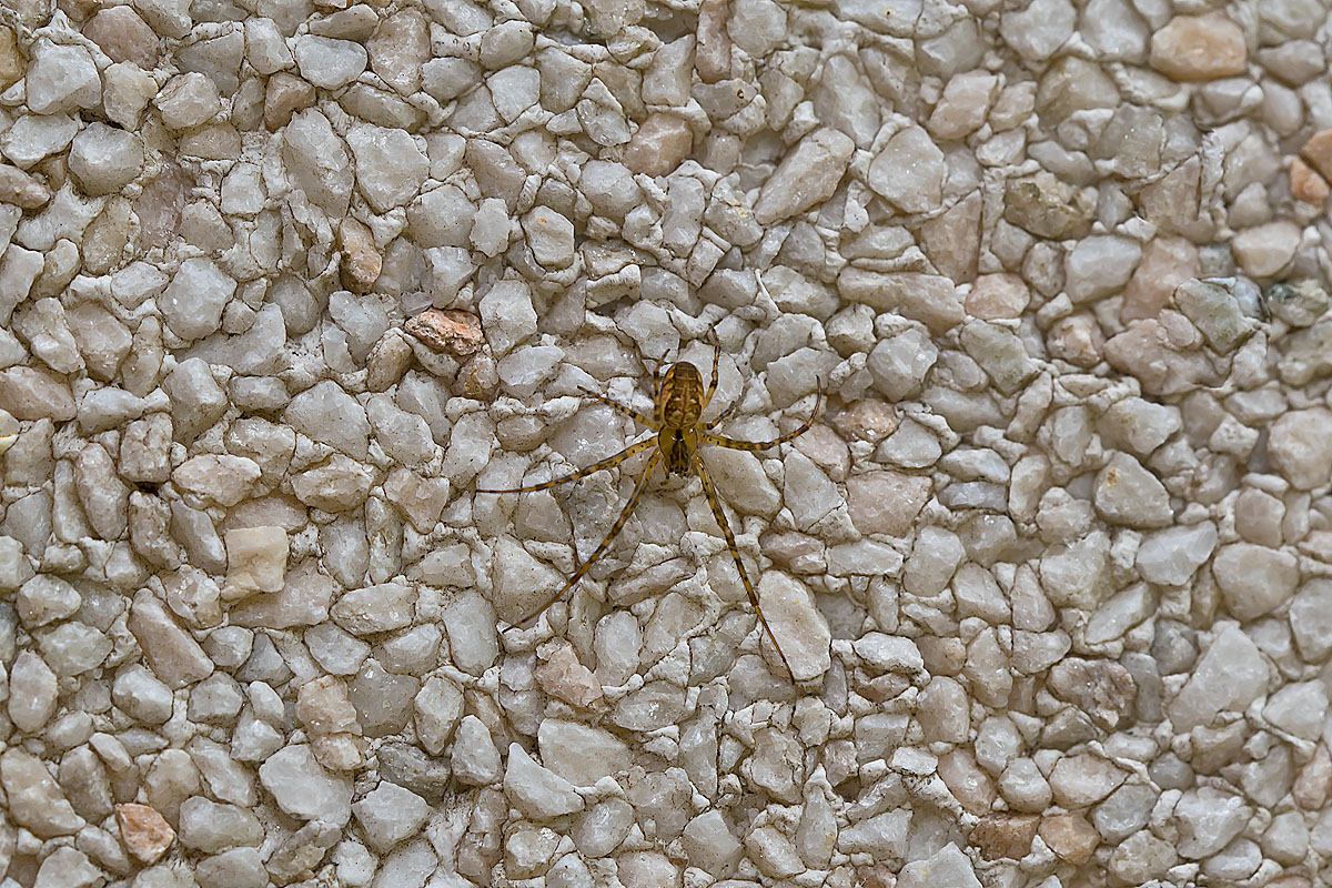 spinne3.jpg