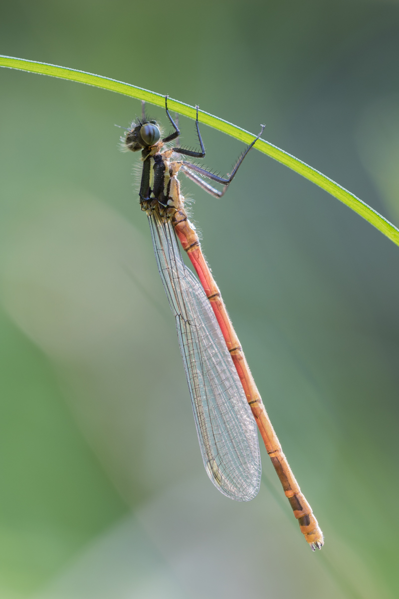 Adonislibelle-2383.jpg