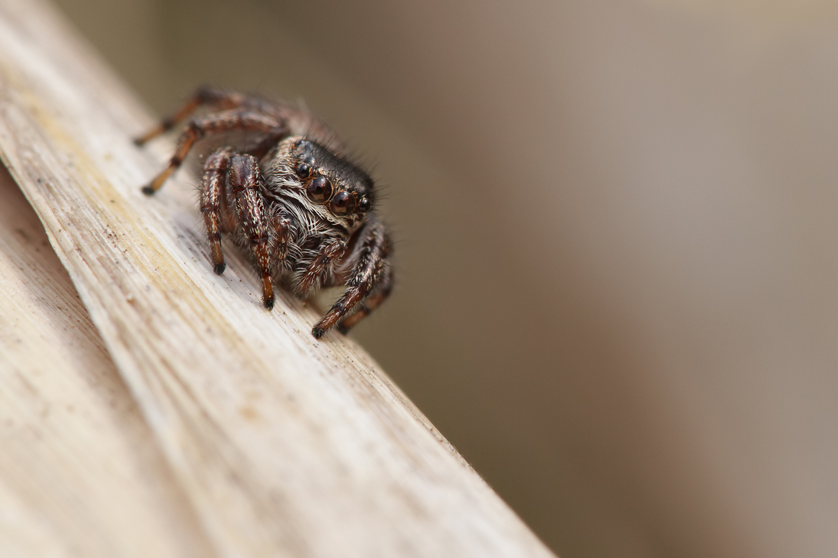 Evarcha arcuata_IMG_8155a.jpg