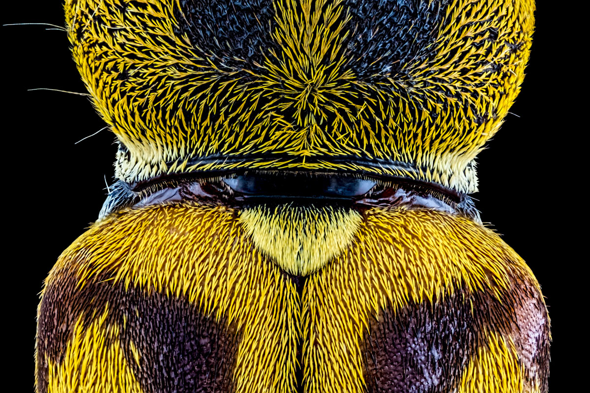 4.Zeiss 6,3, 283 B, 0,005 mm. Fuji 7.jpg