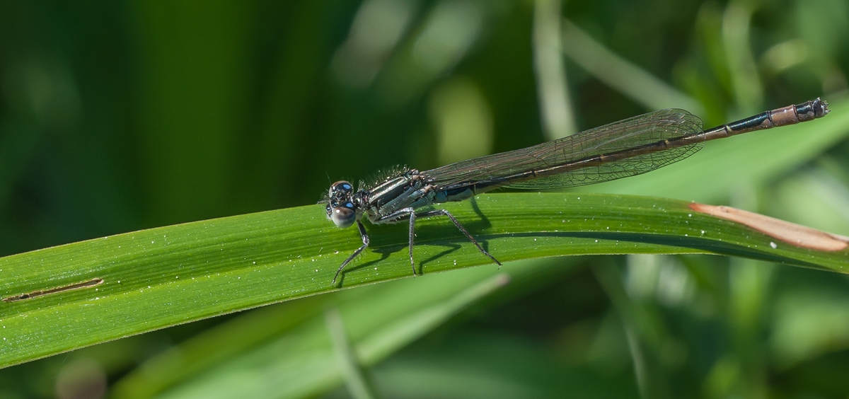 Libelle (Copy).jpg