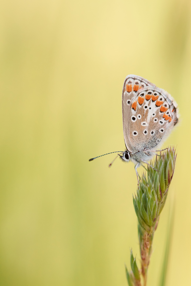 Aricia agestis 058332_1200.jpg
