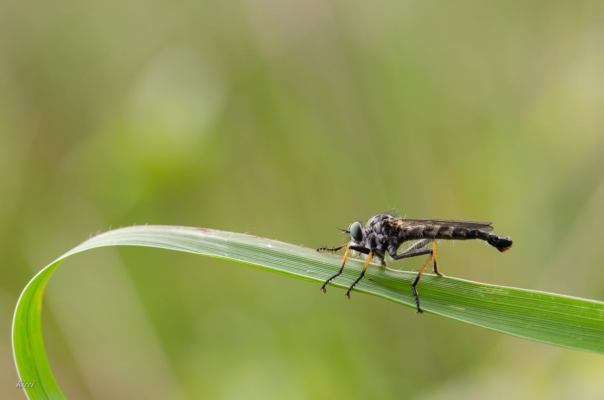 20160517-Ricci17. Mai 2016DSC_0016.jpg