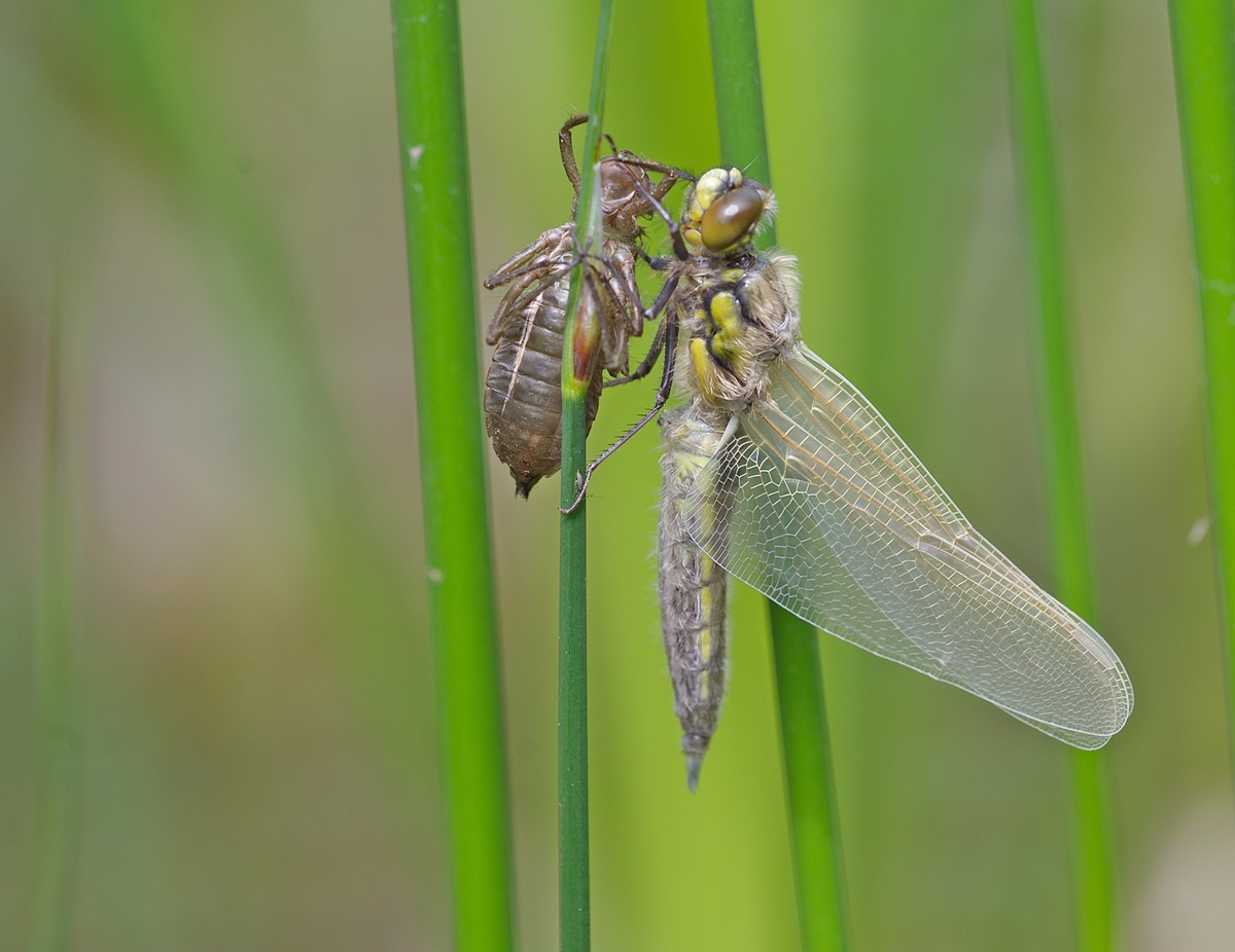DSC_5354.jpg