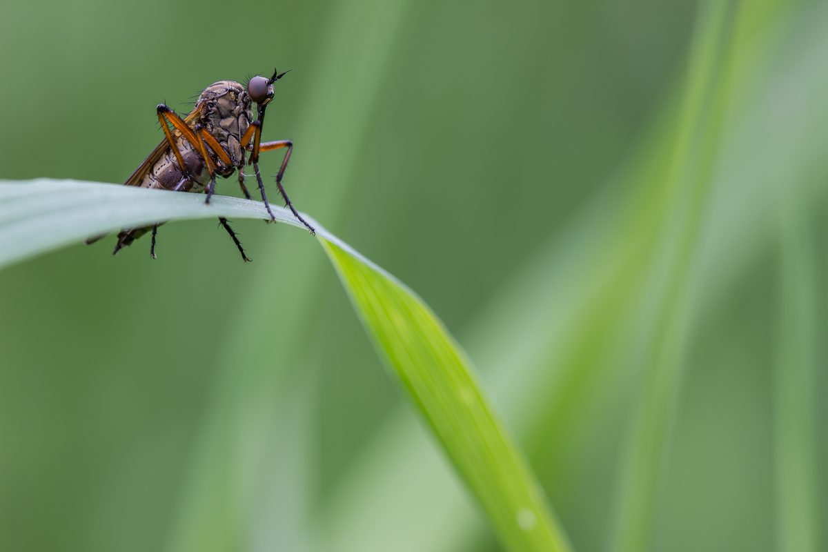 Tanzfliege Forum.jpg