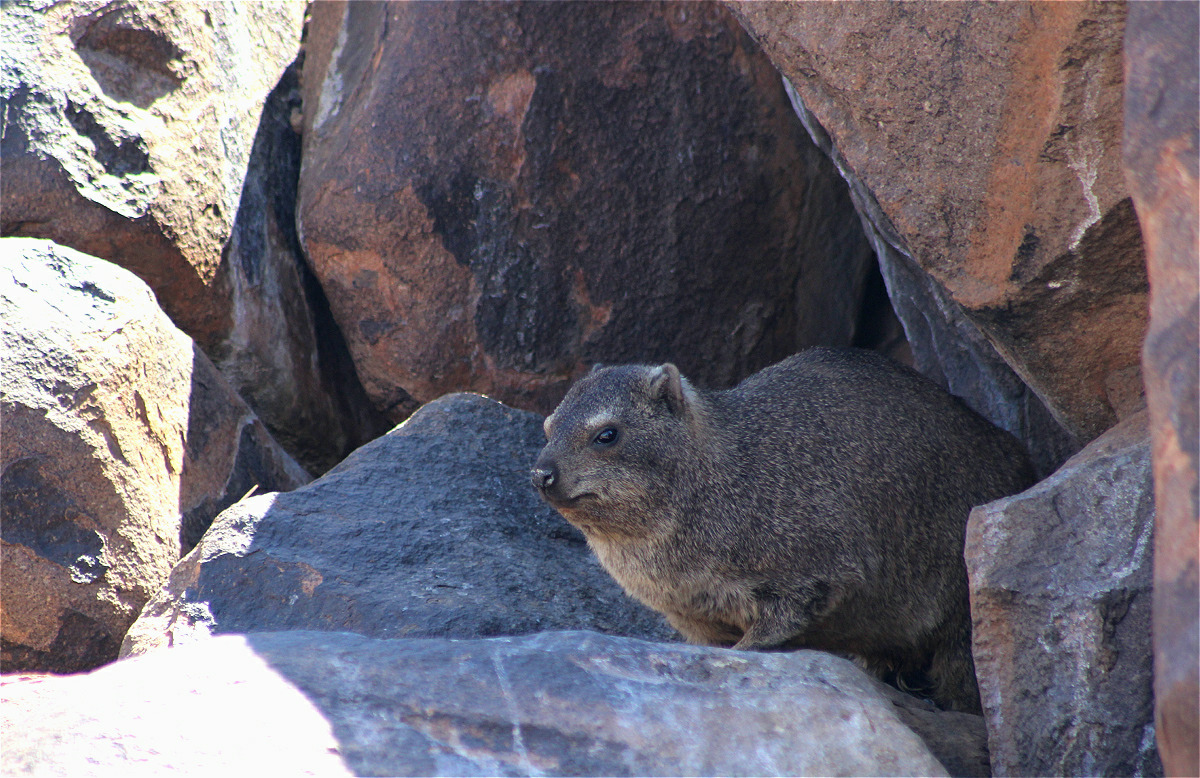Dassie01makro.jpg