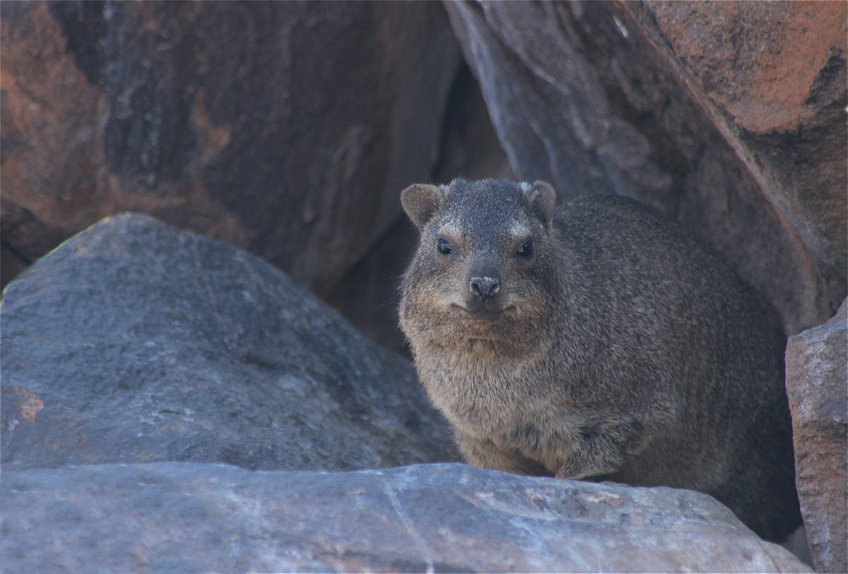 Dassie02makro.jpg