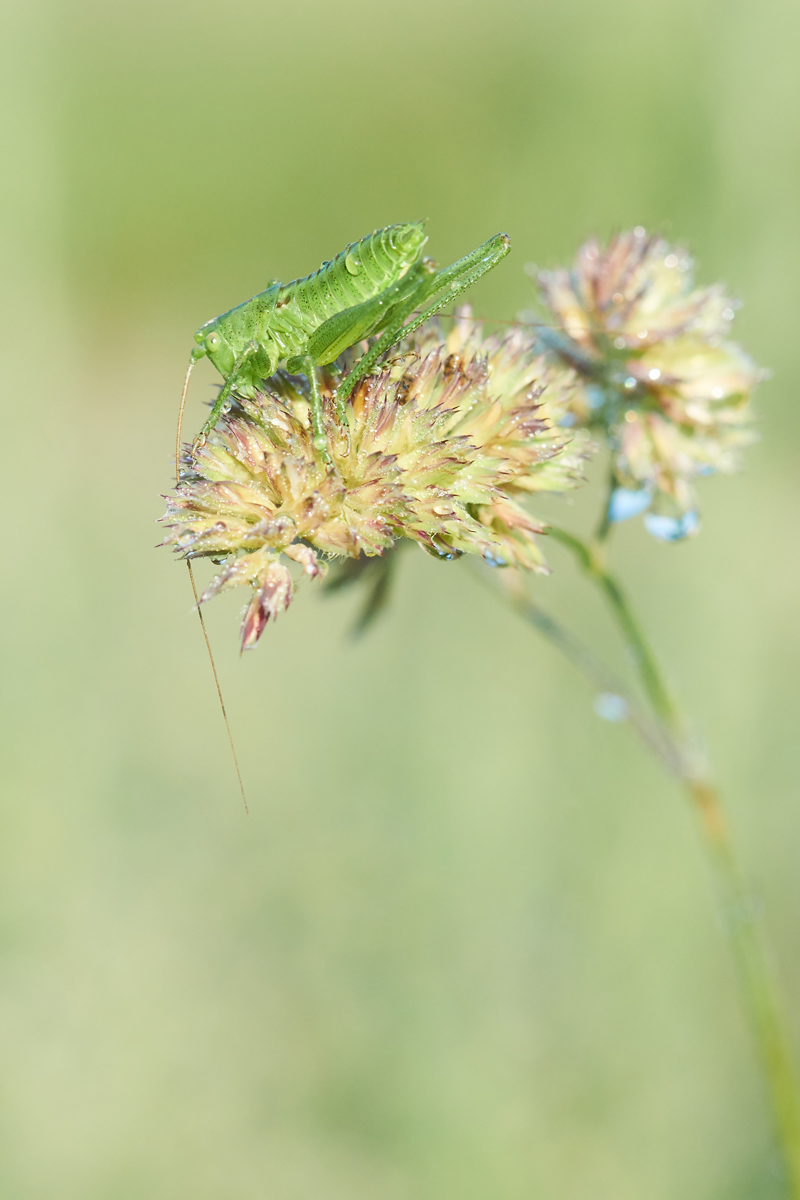 Tettigonia viridissima 059289_1200.jpg