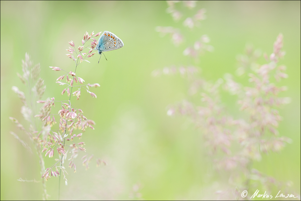 Bläuling auf traumhaften Ansitz - ML_09867_20160527.jpg
