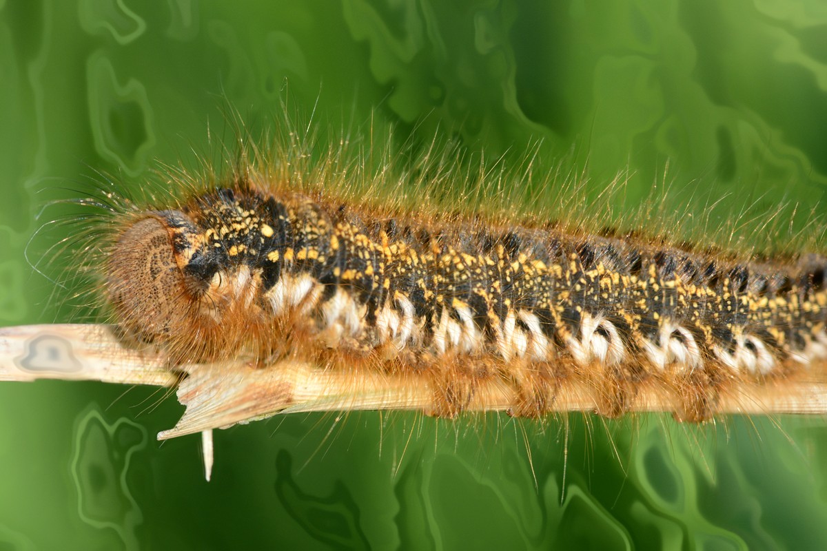 Raupe Stack 2.jpg