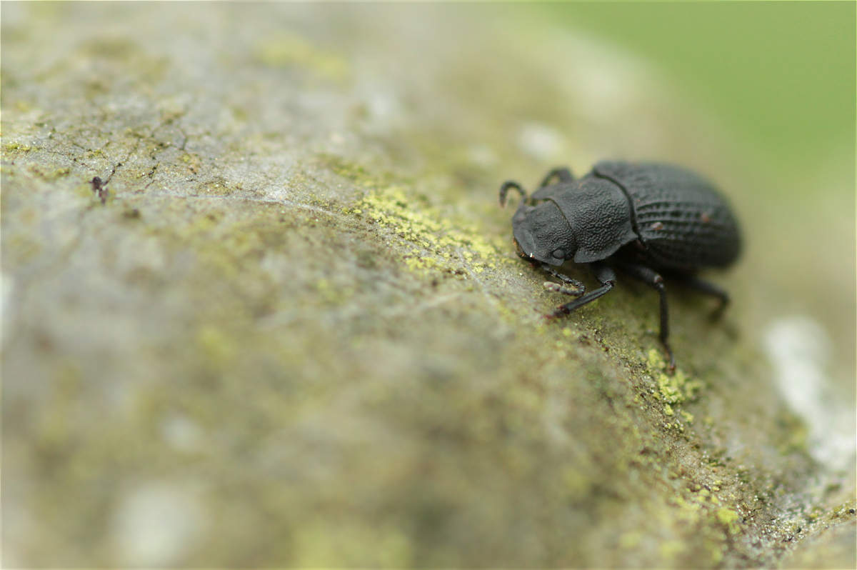 Bolitophagus reticulatus03makro.jpg