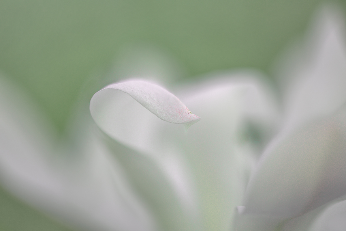 Sternmagnolie-0500_1200px.jpg