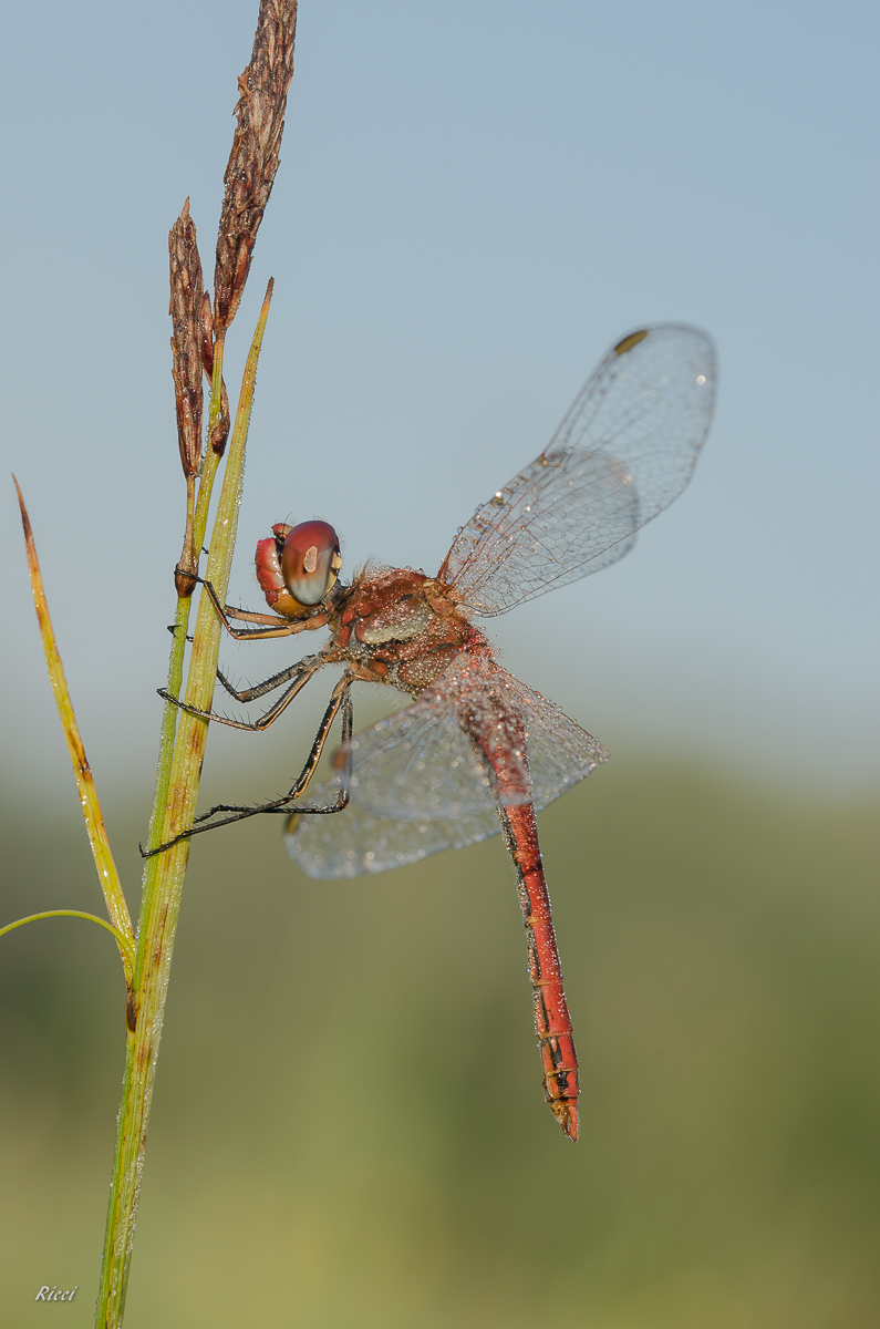 20160607-Ricci07. Juni 2016DSC_0063.jpg