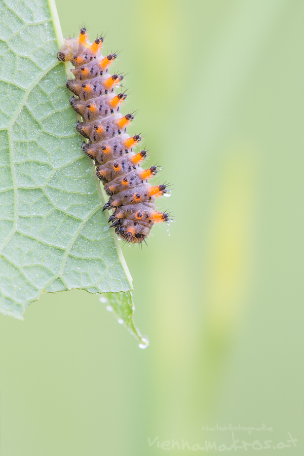 Raupe Osterluzei-6599 1,2.jpg