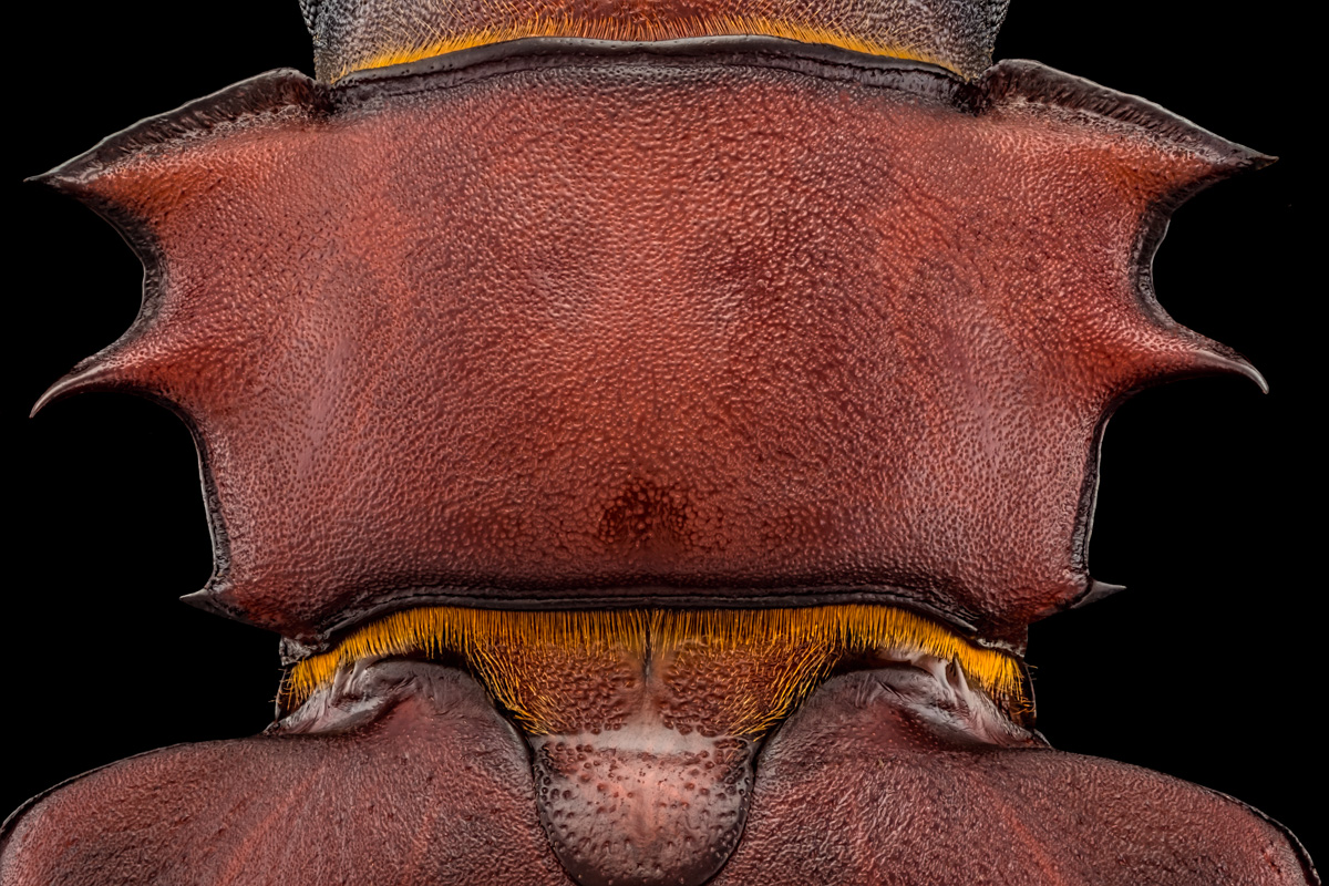 2.Schneider 50, 156 B,Bl 5.6 0,06 mm,Fuji 1,75.jpg