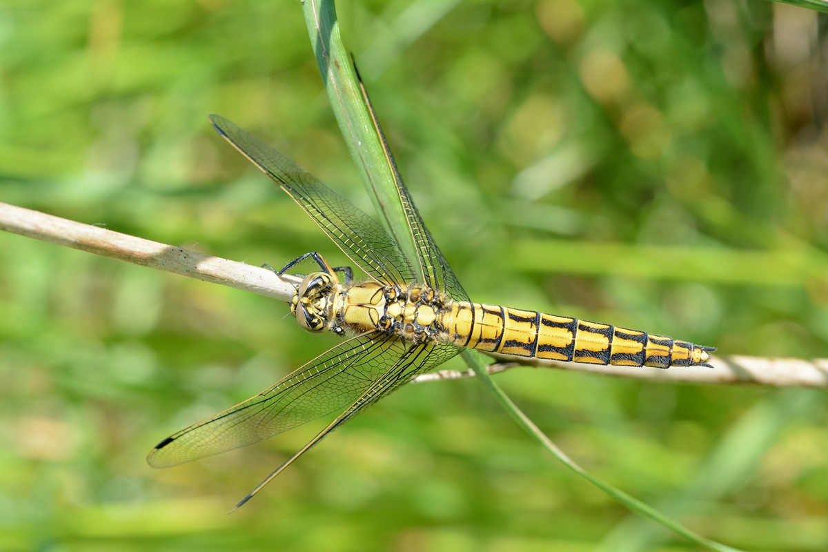 DSC_8744.JPG