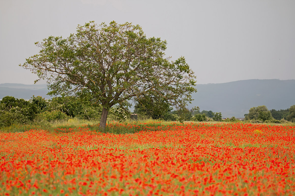 Mohn_bearbeitet-1.jpg