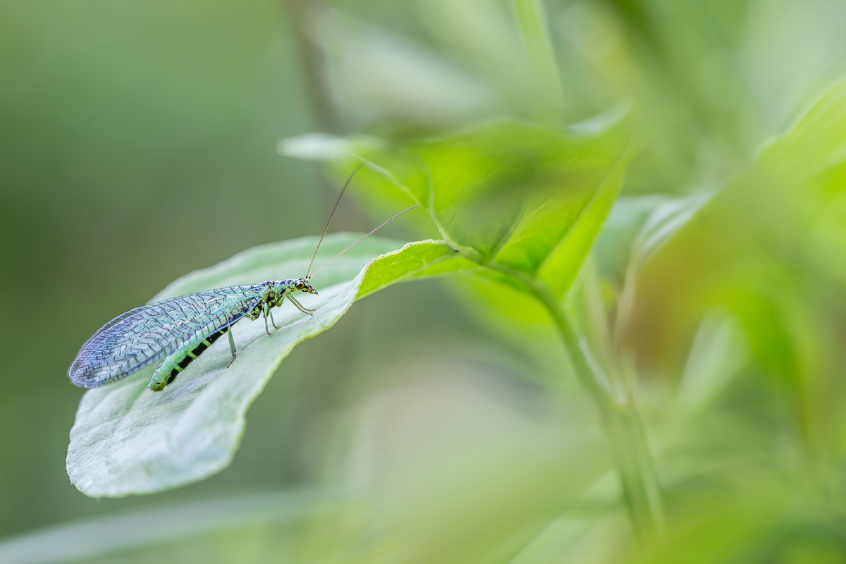 IMG_0157_Chrysopa-perla_gruenesPerlenauge_.jpg