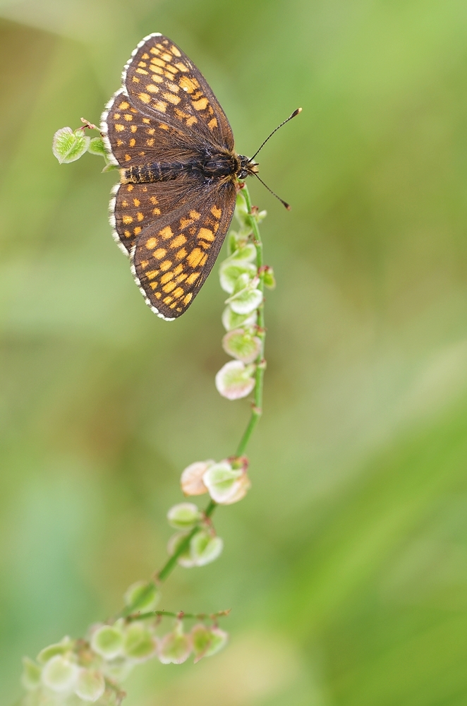 IMGP7185a1000 kelmis a.JPG