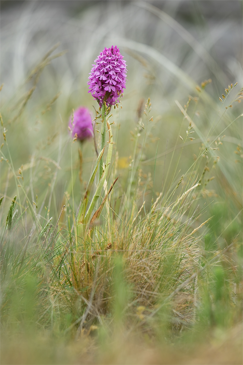 pyramidalis_2.jpg