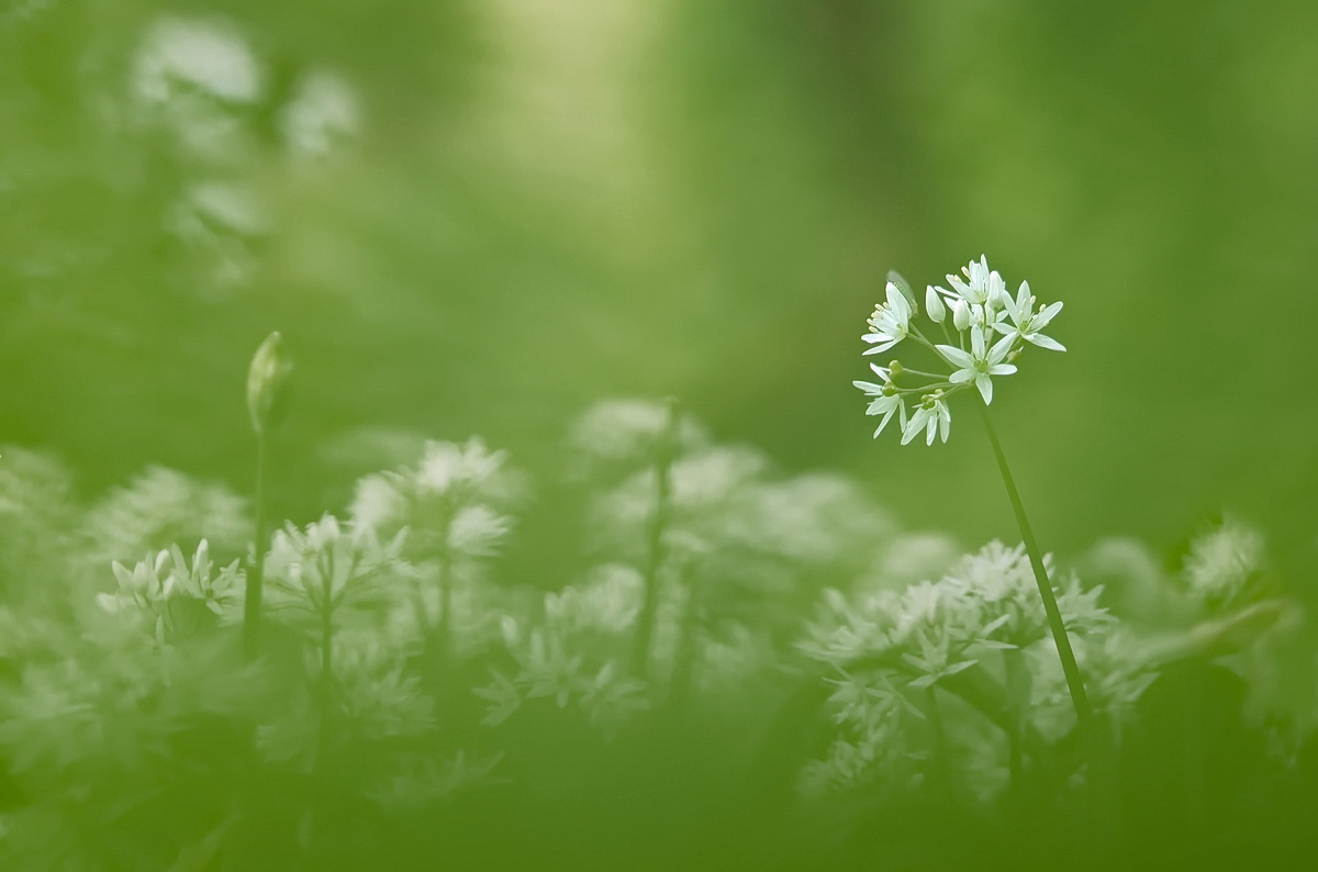 DSC07264  Green dream... kl.jpg
