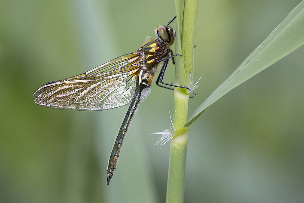 6N5C6778Falkenlibelle.jpg