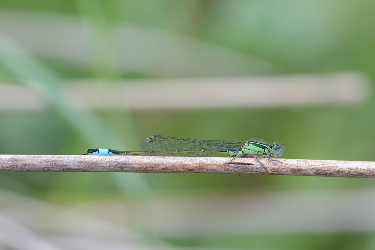 DSC_9348.JPG