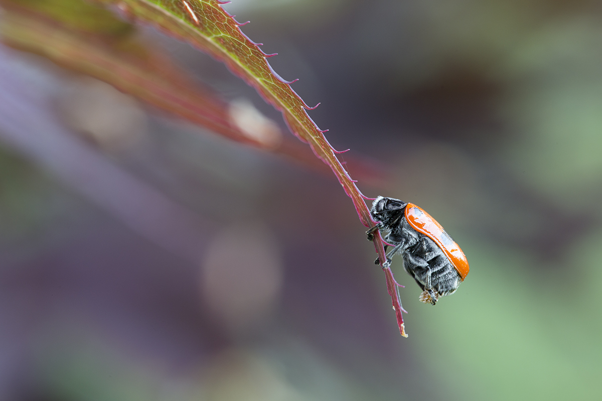 Ameisensackkäfer-9033_1200px.jpg