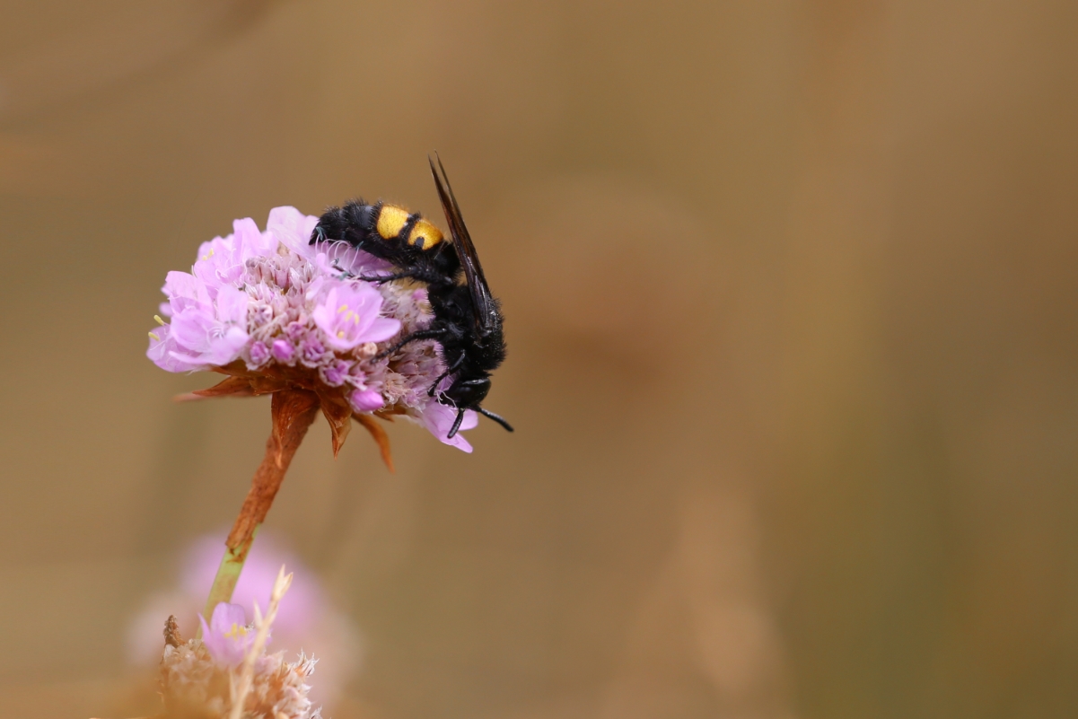 Scolia hirta (6).jpg