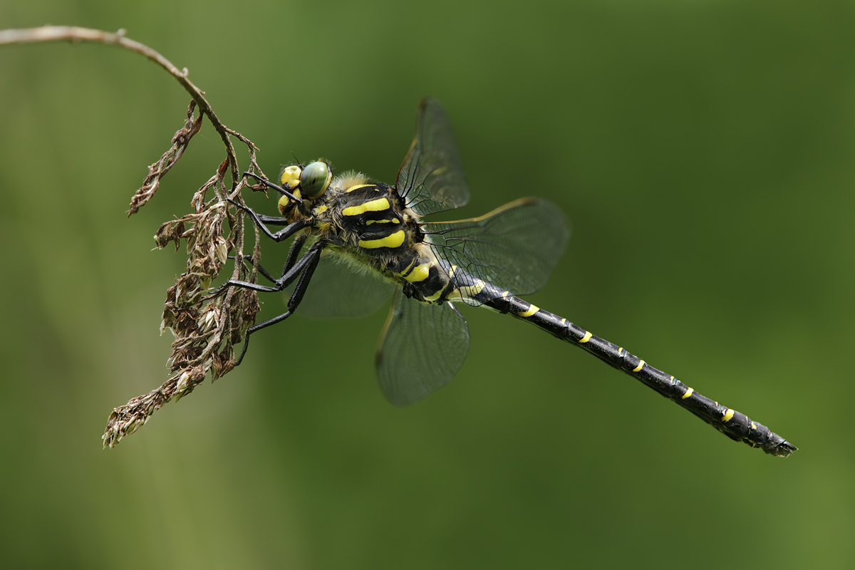 Cordulegaster boltonii_1200_IMG_0520.jpg