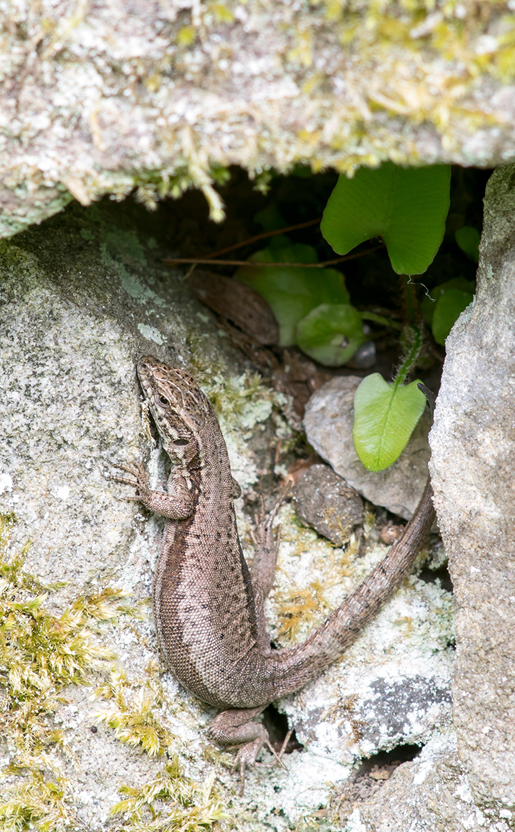 P1010013a_2-Mauereidechse verkl.jpg