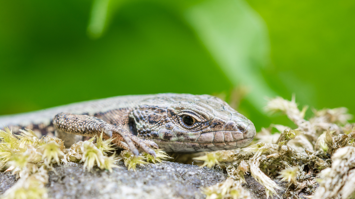 Mauereidechse-(2-von-3).jpg