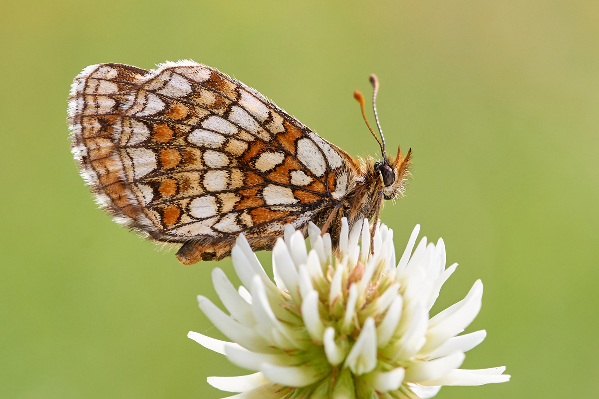Melitaea aurelia 061770_1_1200.jpg