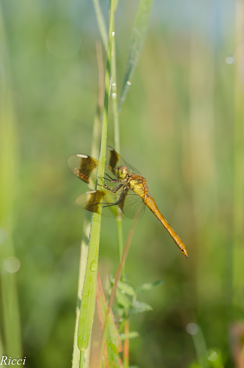 DSC_0075.jpg