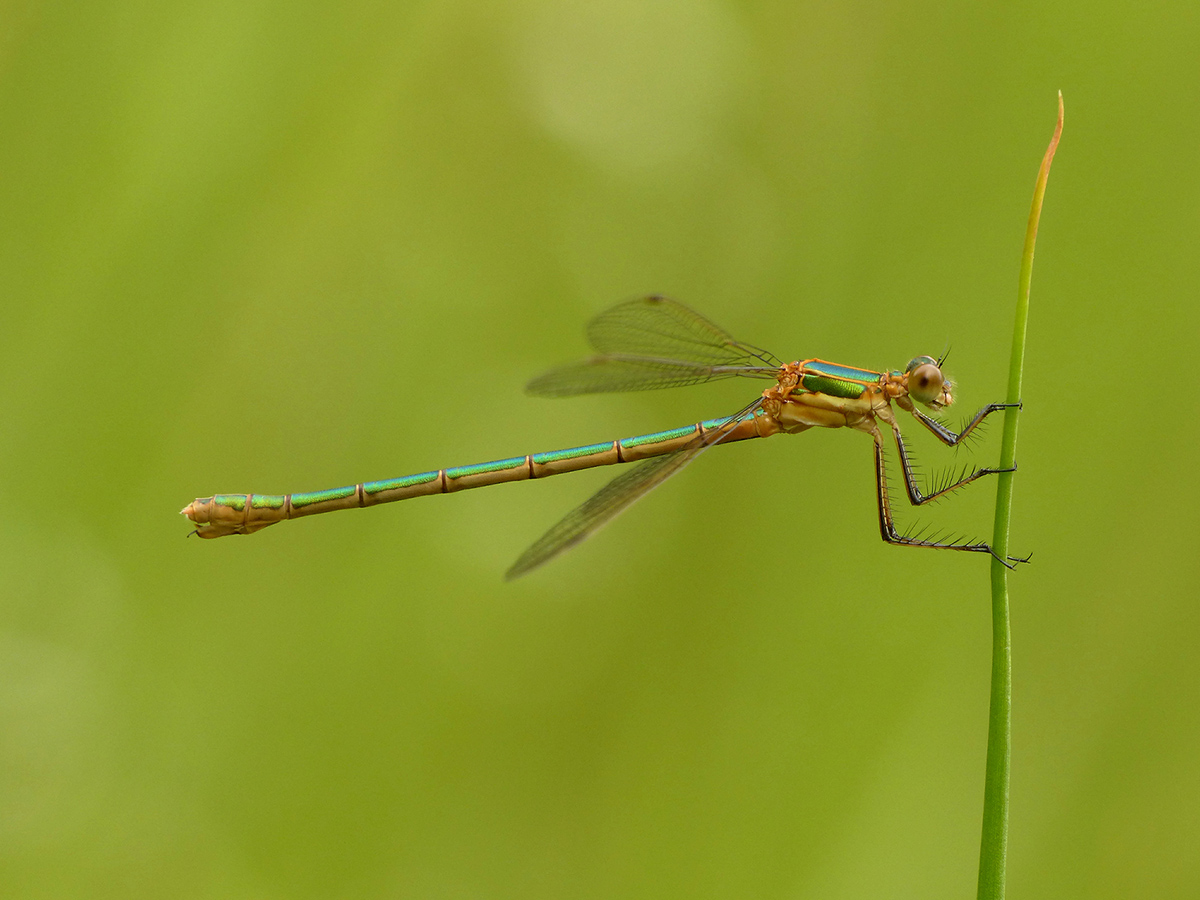 P1150770_ko20_1200p.jpg