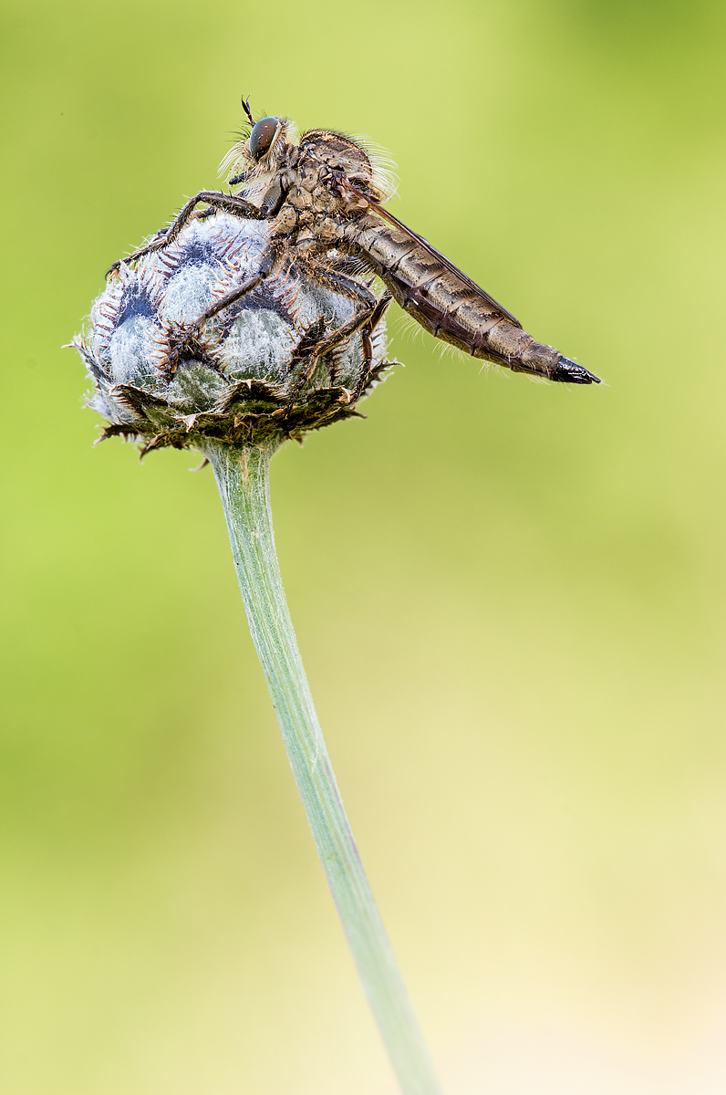 _MG_0955-Bearbeitet Kopie.jpg